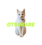 ひかるとつかぢ（個別スタンプ：13）