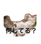 アメリカンカールのビビ（個別スタンプ：5）