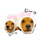 ミニチュアダックス ミクルナ（個別スタンプ：2）
