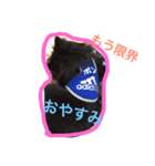 ポメラニアンのポンちゃんはブラタン（個別スタンプ：2）