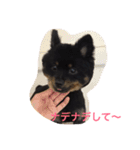 ポメラニアンのポンちゃんはブラタン（個別スタンプ：5）