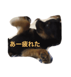 ポメラニアンのポンちゃんはブラタン（個別スタンプ：9）