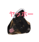 ポメラニアンのポンちゃんはブラタン（個別スタンプ：10）