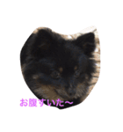 ポメラニアンのポンちゃんはブラタン（個別スタンプ：12）
