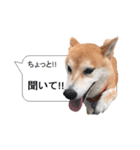 柴犬の吹き出し（個別スタンプ：1）