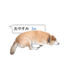 柴犬の吹き出し（個別スタンプ：2）