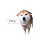 柴犬の吹き出し（個別スタンプ：3）