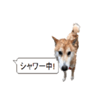 柴犬の吹き出し（個別スタンプ：4）