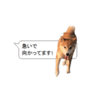 柴犬の吹き出し（個別スタンプ：5）