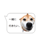 柴犬の吹き出し（個別スタンプ：8）