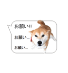 柴犬の吹き出し（個別スタンプ：10）