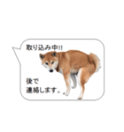 柴犬の吹き出し（個別スタンプ：13）