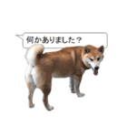 柴犬の吹き出し（個別スタンプ：15）