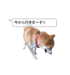 柴犬の吹き出し（個別スタンプ：16）