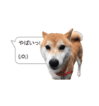 柴犬の吹き出し（個別スタンプ：17）