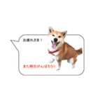 柴犬の吹き出し（個別スタンプ：21）