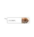 柴犬の吹き出し（個別スタンプ：23）