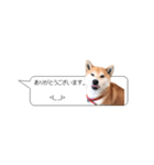 柴犬の吹き出し（個別スタンプ：31）