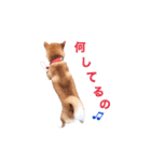 素直すぎる柴犬（個別スタンプ：5）