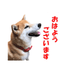 素直すぎる柴犬（個別スタンプ：17）