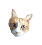 日々猫（個別スタンプ：3）