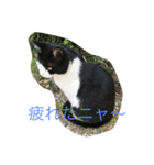 愛猫クロ（個別スタンプ：1）