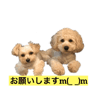 マイわんこ！定番第2弾（個別スタンプ：1）