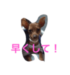 大賀と空と希愛（個別スタンプ：3）