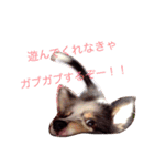 シェルティーのレオくん♡2（個別スタンプ：10）