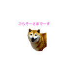 迷犬ポン太様（個別スタンプ：7）