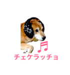 迷犬ポン太様（個別スタンプ：14）