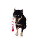 豆柴まろの日常♪（個別スタンプ：3）