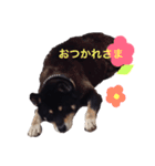 豆柴まろの日常♪（個別スタンプ：5）