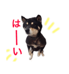 豆柴まろの日常♪（個別スタンプ：6）
