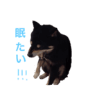 豆柴まろの日常♪（個別スタンプ：9）