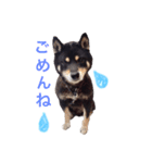 豆柴まろの日常♪（個別スタンプ：13）