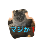 うちのピコです！（個別スタンプ：3）