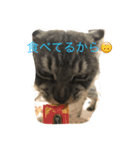うちのピコです！（個別スタンプ：4）