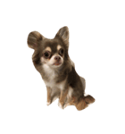 チワワ犬ヴェラちゃん（個別スタンプ：1）