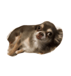 チワワ犬ヴェラちゃん（個別スタンプ：3）