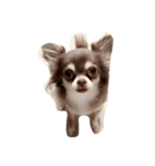チワワ犬ヴェラちゃん（個別スタンプ：4）