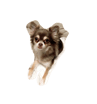 チワワ犬ヴェラちゃん（個別スタンプ：5）