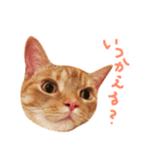 ウチネコ いくら（個別スタンプ：1）