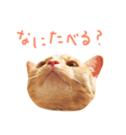 ウチネコ いくら（個別スタンプ：2）