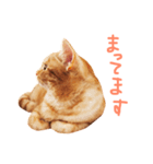 ウチネコ いくら（個別スタンプ：4）