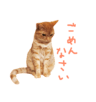ウチネコ いくら（個別スタンプ：6）