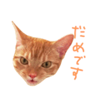 ウチネコ いくら（個別スタンプ：8）