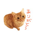 ウチネコ いくら（個別スタンプ：11）
