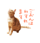 ウチネコ いくら（個別スタンプ：12）