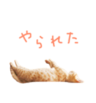 ウチネコ いくら（個別スタンプ：13）